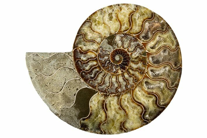 Cut & Polished Ammonite Fossil (Half) - Madagascar #323426